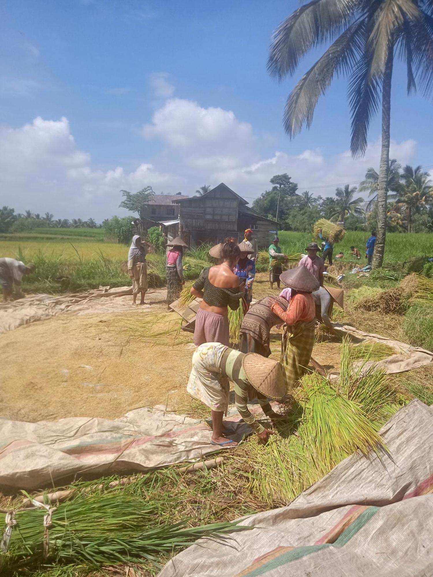 Coconut Homestay Tetebatu Exteriör bild